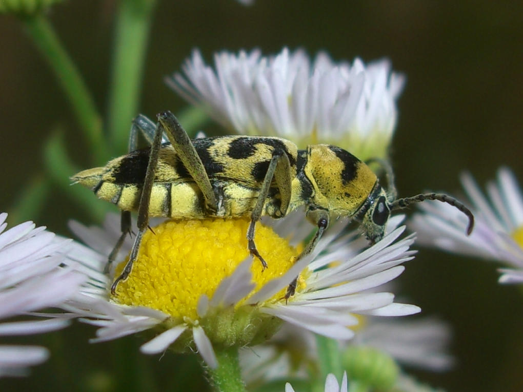 Chlorophorus varius